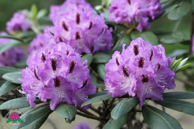Rhododendron   'Indriķis'